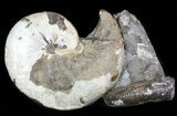 Hoploscaphites Ammonite Cluster- South Dakota #46870-1